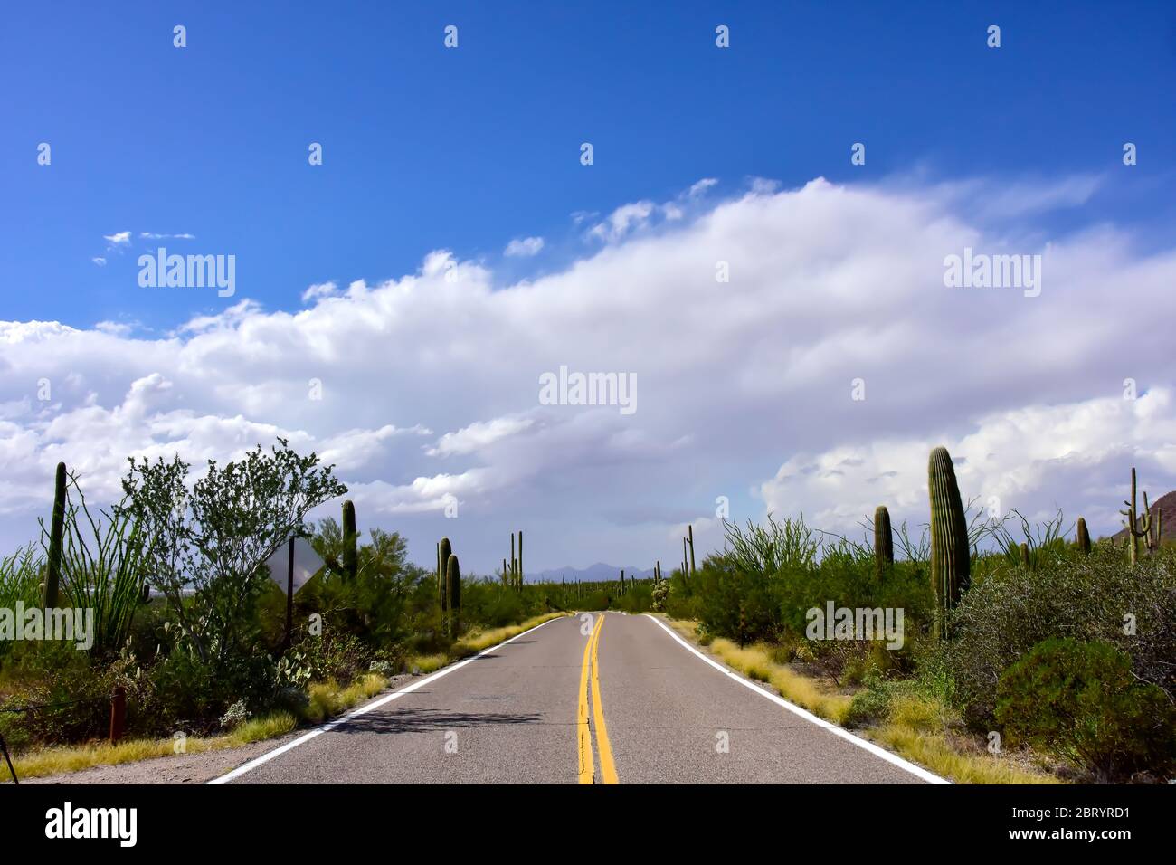 Straße durch die Wüste im Saguaro National Park, Arizona. Stockfoto