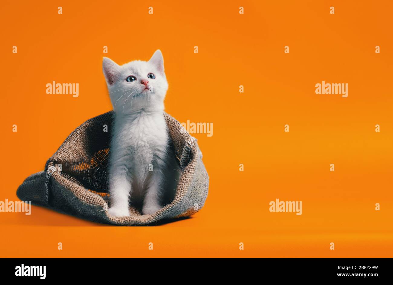 Weißes Kätzchen in einem Sack auf orangefarbenem Hintergrund Stockfoto