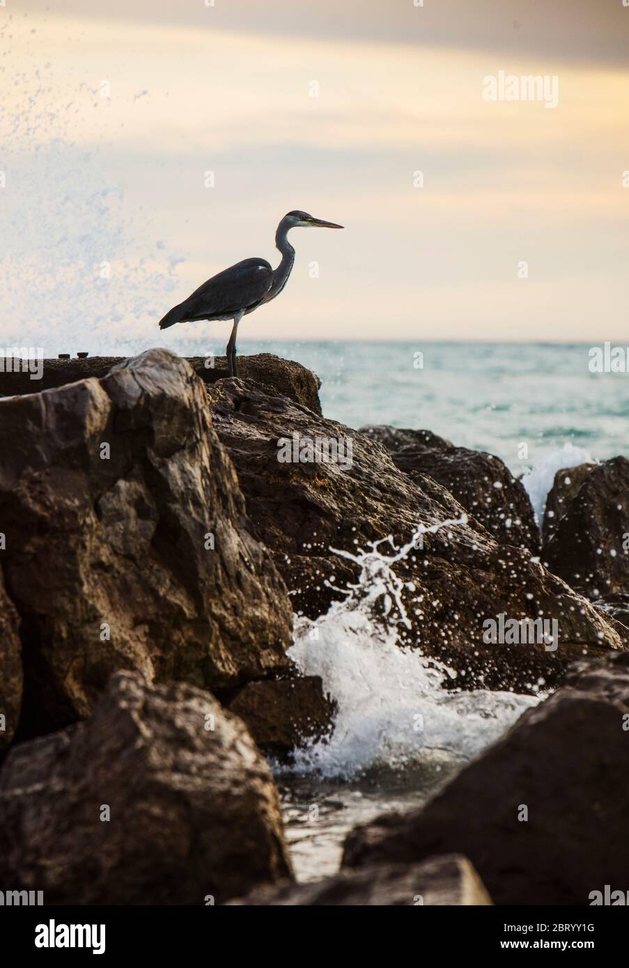 Seevögelreiher, ein Reiher, der auf einem Felsen am Meer in der Nähe von Barcelona thront Stockfoto