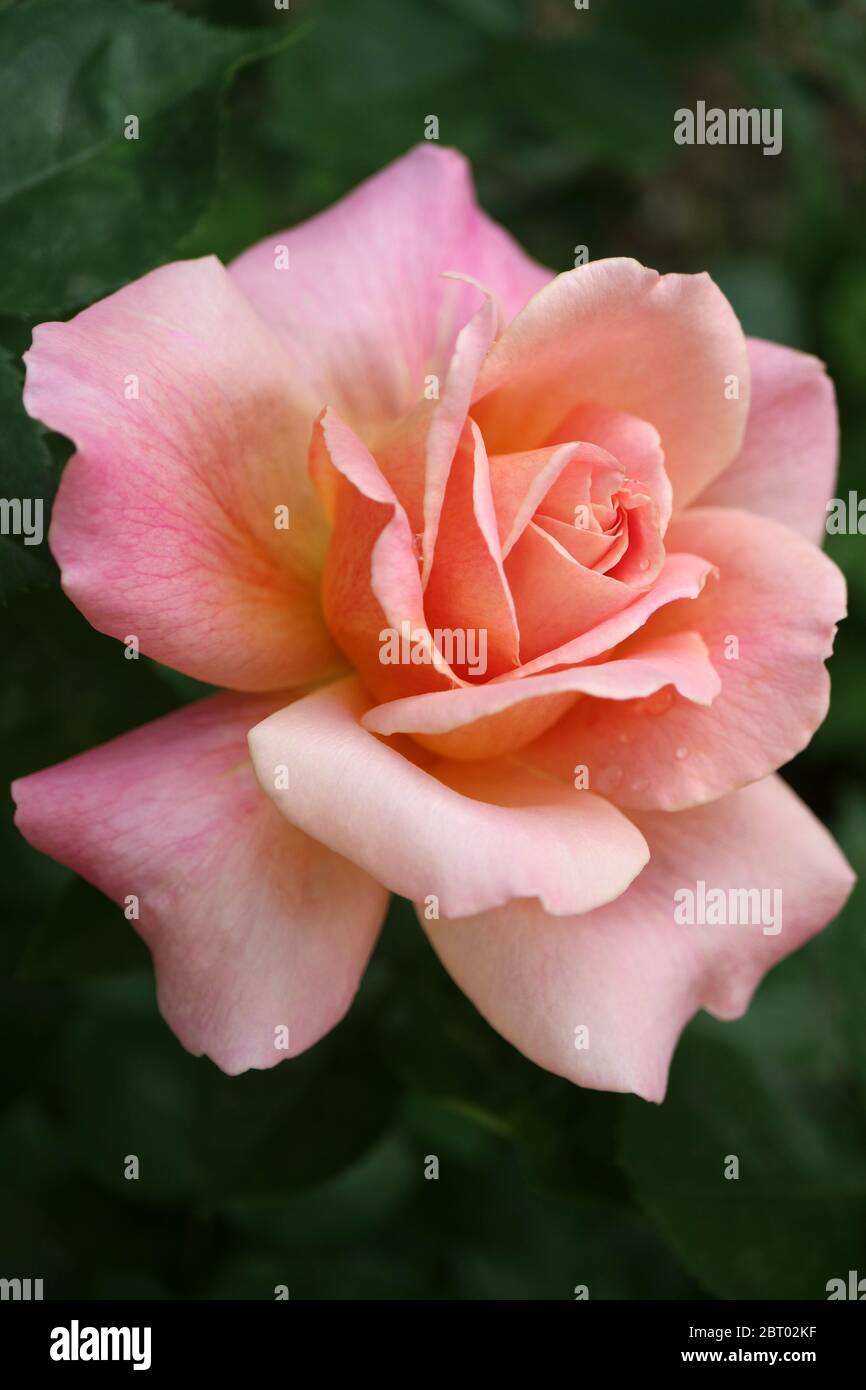 Rosa Rose mit zarten Blütenblättern und grünen Blättern im Garten, schöne Rose mit Tropfen auf Blütenblatt, Frühling rosa Blume Makro, Blütenkopf, Schönheit in der Natur Stockfoto