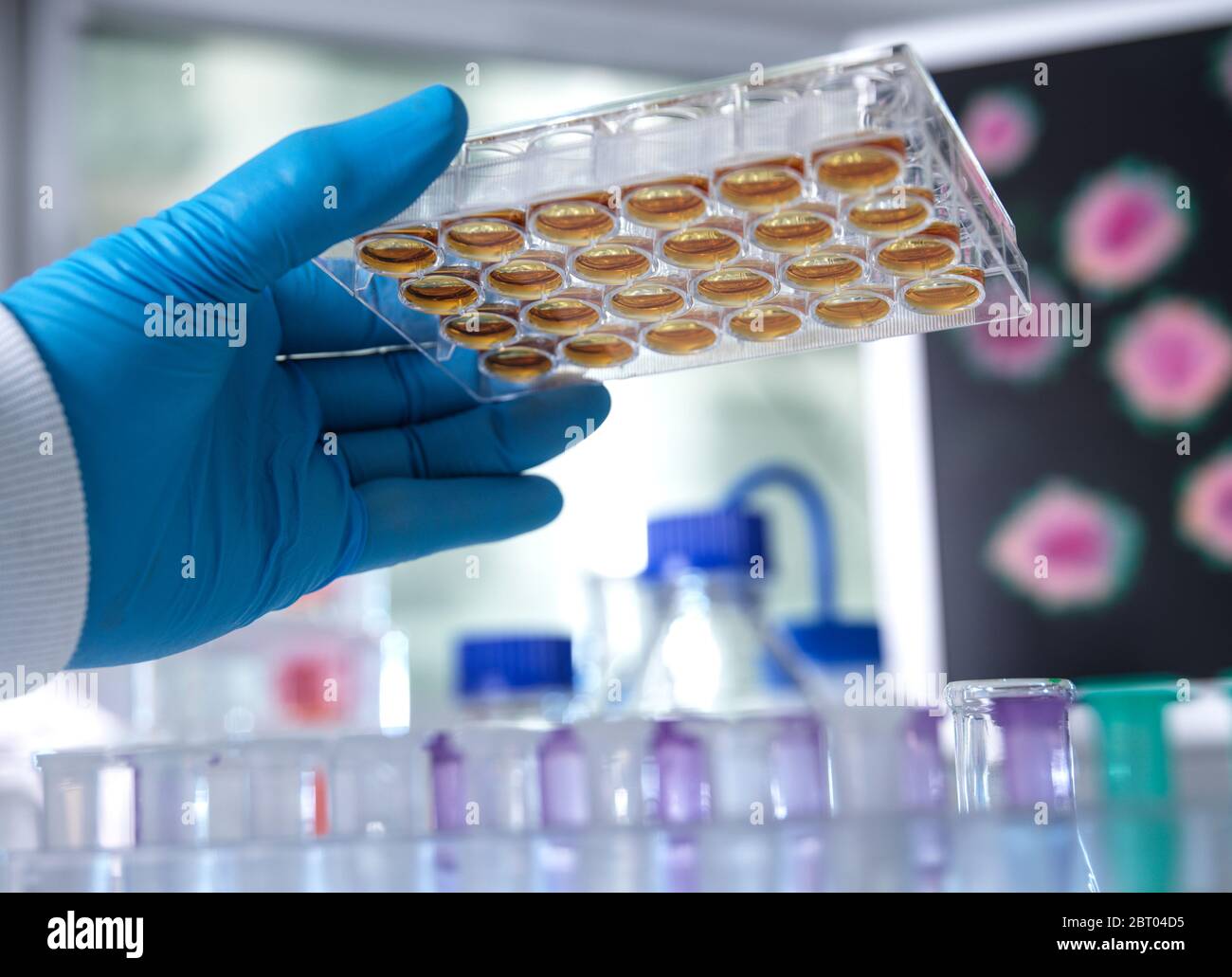 Biomedizinische Forschung, Wissenschaftler Vorbereitung einer Multi-Well-Platte für analytische Tests von Proben im Labor. Stockfoto