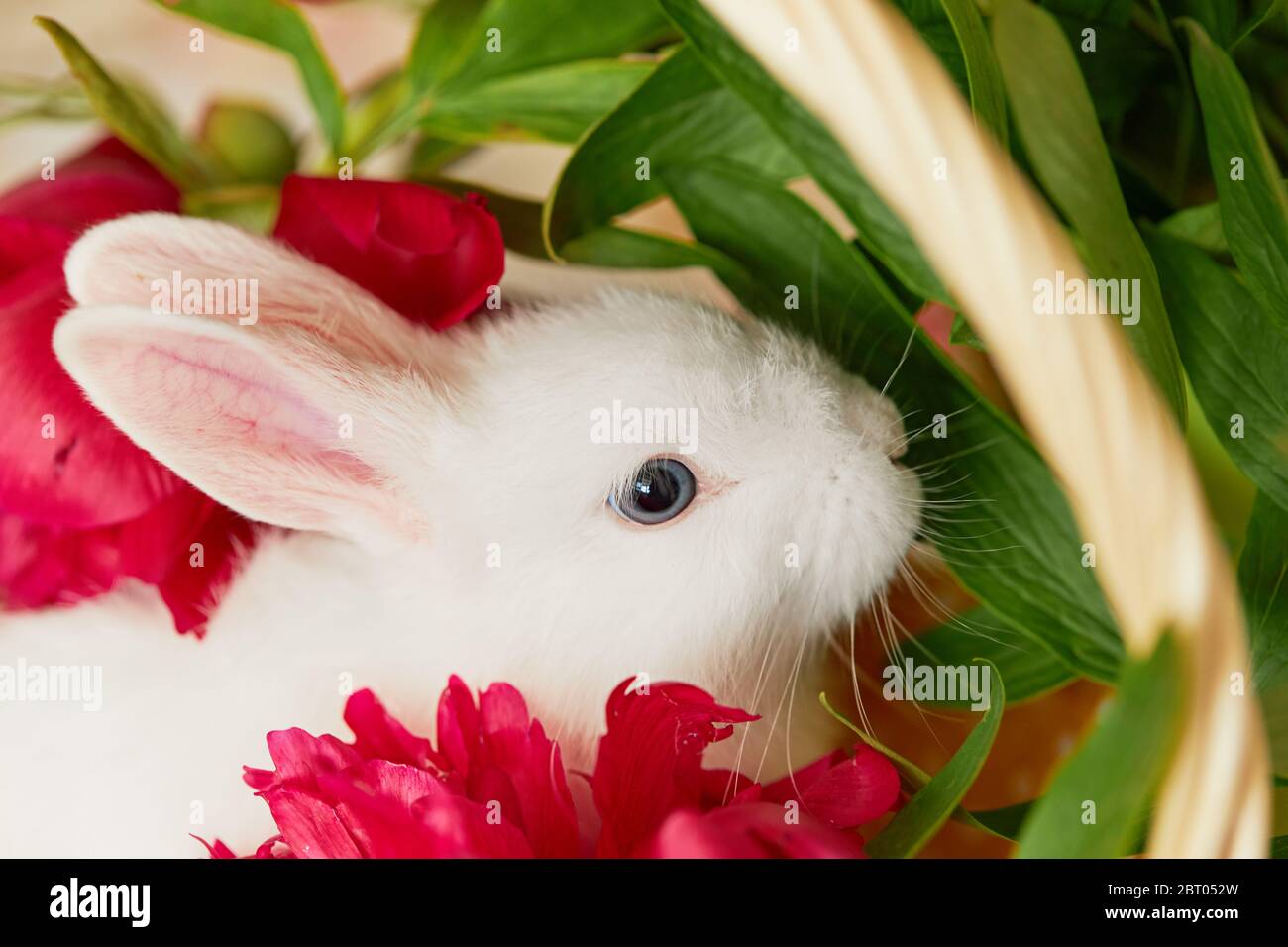 Kleines niedliches weißes Kaninchen im Korb mit Frühlingsblumen Stockfoto