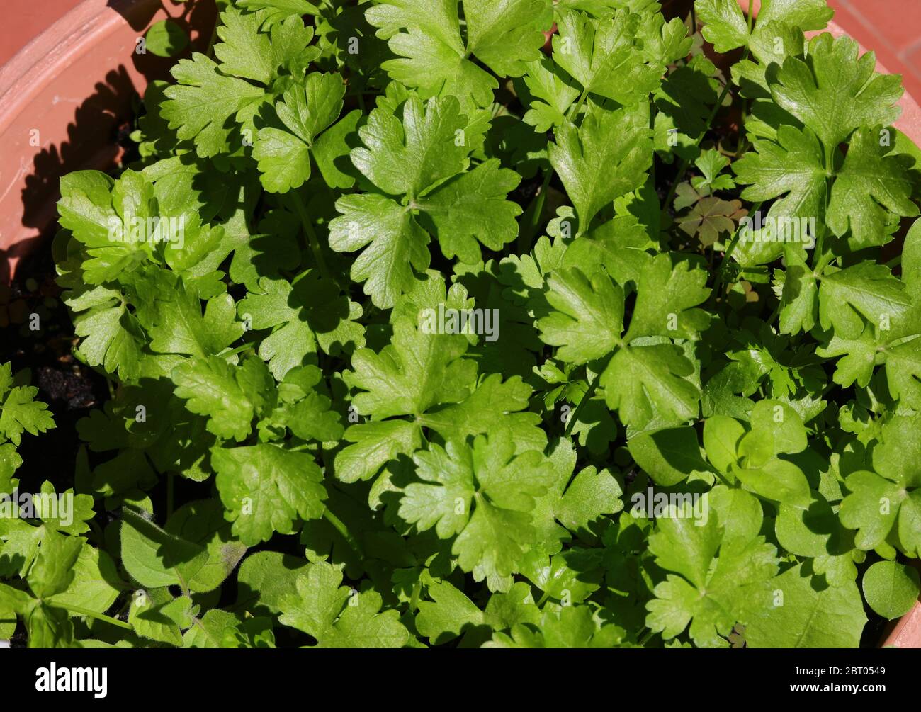 Viele grüne Blätter frischer Petersilie im Topf im Mittelmeer Stockfoto
