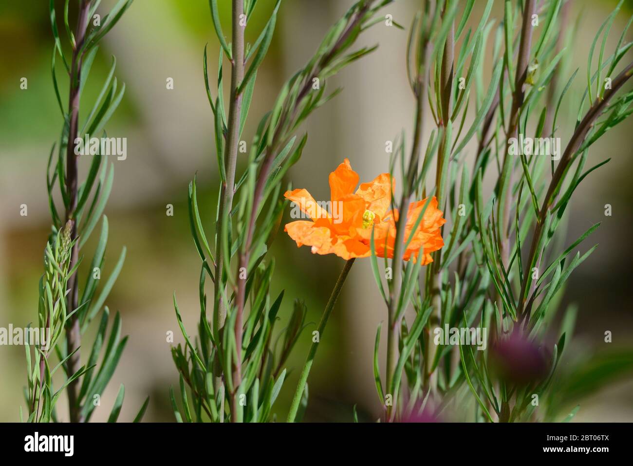 Mohn (Papaver rupifragum) 'Orange Feathers' Spanischer Mohn (zwischen Blättern einer anderen Pflanze) Stockfoto