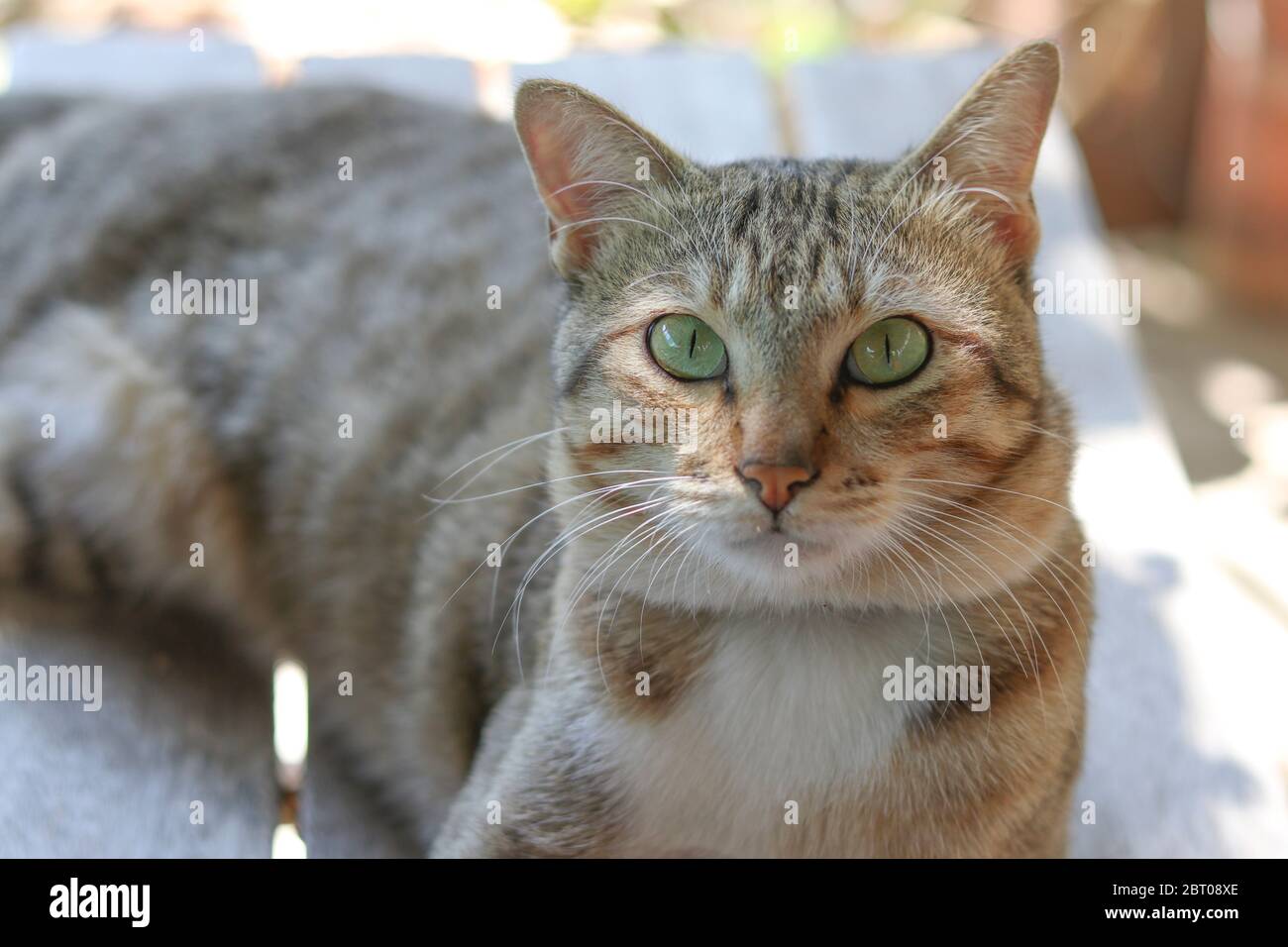 Eine Katze, die auf einem Stuhl liegt, die Augen starren nach vorne. Stockfoto