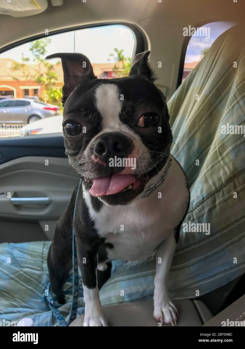 Boston Terrier auf dem Vordersitz eines Autos. Stockfoto