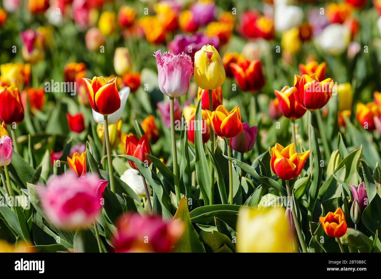 Grevenbroich, Nordrhein-Westfalen, Deutschland - bunte Tulpen blühen auf einem Tulpenfeld. Grevenbroich, Nordrhein-Westfalen, Deutschland - Bunte Tul Stockfoto