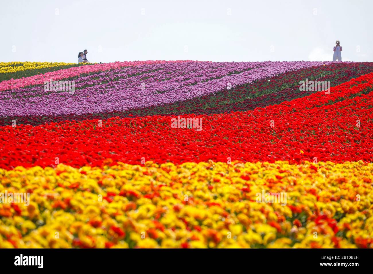 Grevenbroich, Nordrhein-Westfalen, Deutschland - bunte Tulpen blühen auf einem Tulpenfeld. Grevenbroich, Nordrhein-Westfalen, Deutschland - Bunte Tul Stockfoto