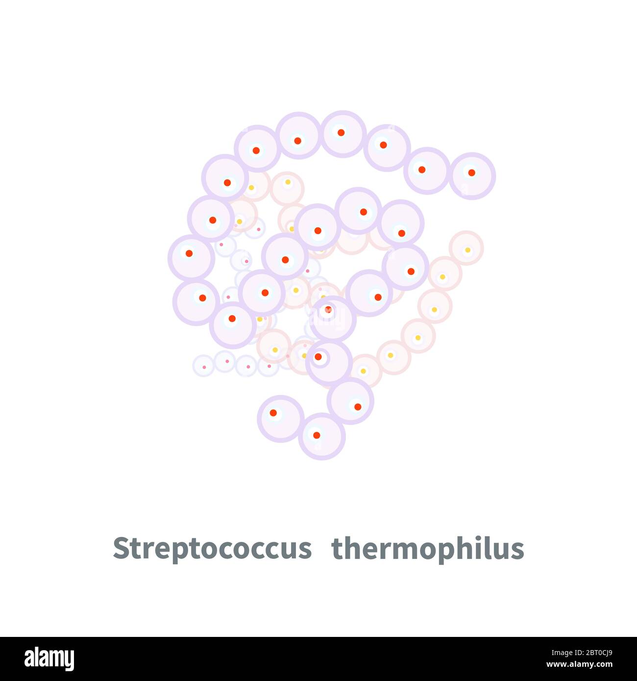Streptococcus thermophilus probiotics auf weiß Stock Vektor