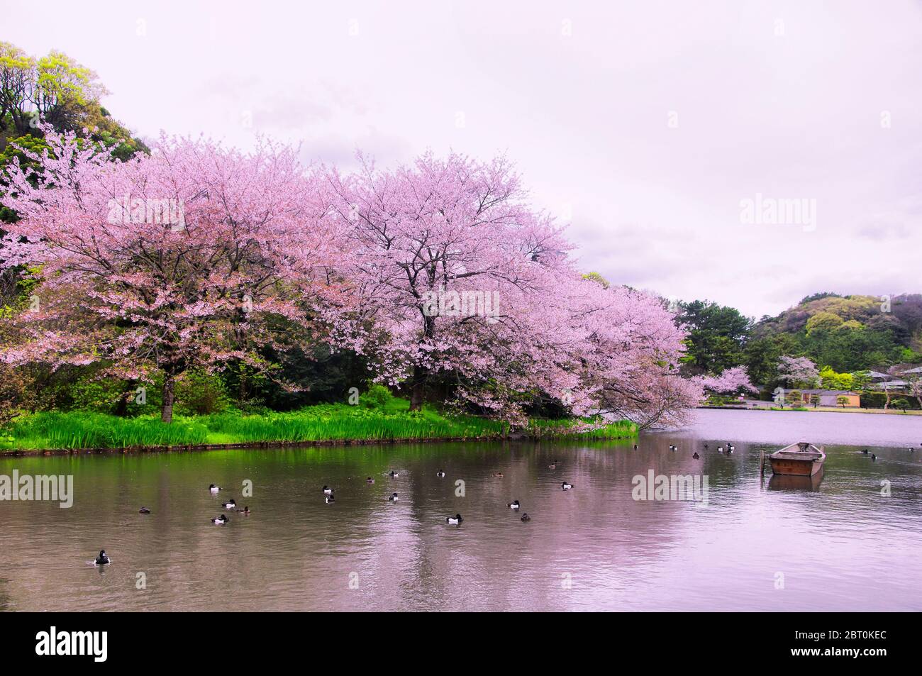 Ein See und blühende Kirschbäume im Sankeien Garden in Yokohama Japan an einem bewölkten Tag. Stockfoto