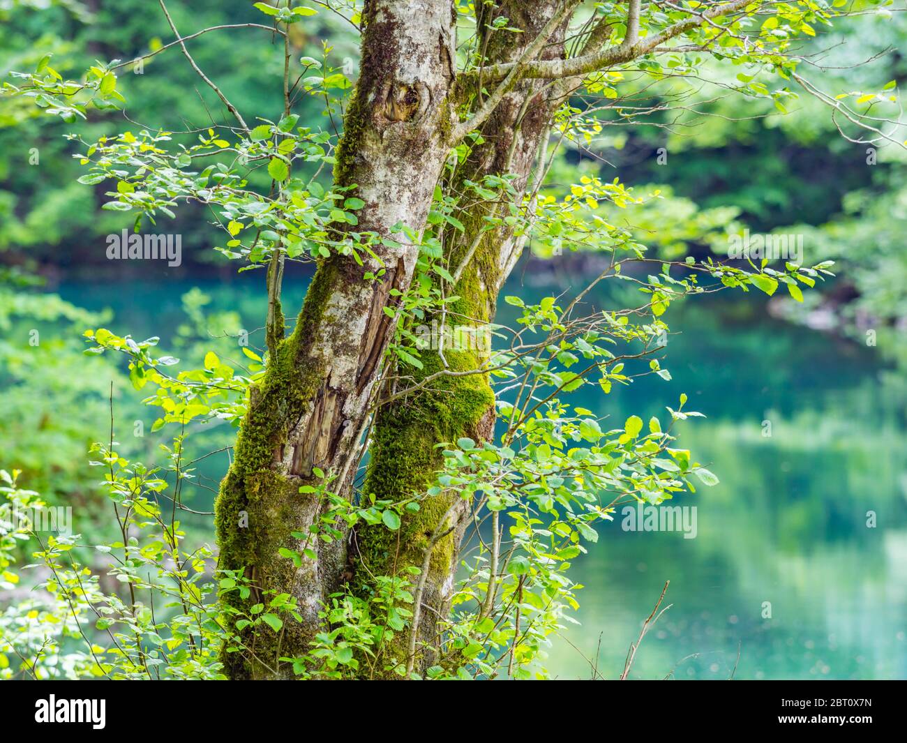 Zwei Bäume isoliert konzentriert in Fokus Paar atemberaubende Frühling Grün Natur Farbe im Wald in der Nähe Quelle des Flusses Kupa in Kroatien Europa Stockfoto