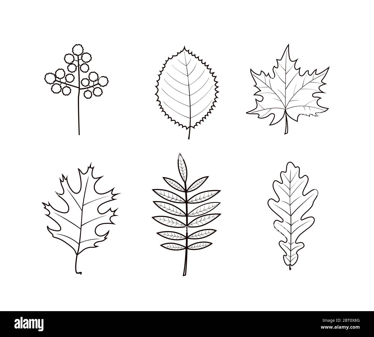 Herbst Blätter Linie Kunst Design auf weißem Hintergrund. Vektorgrafik Stockfoto