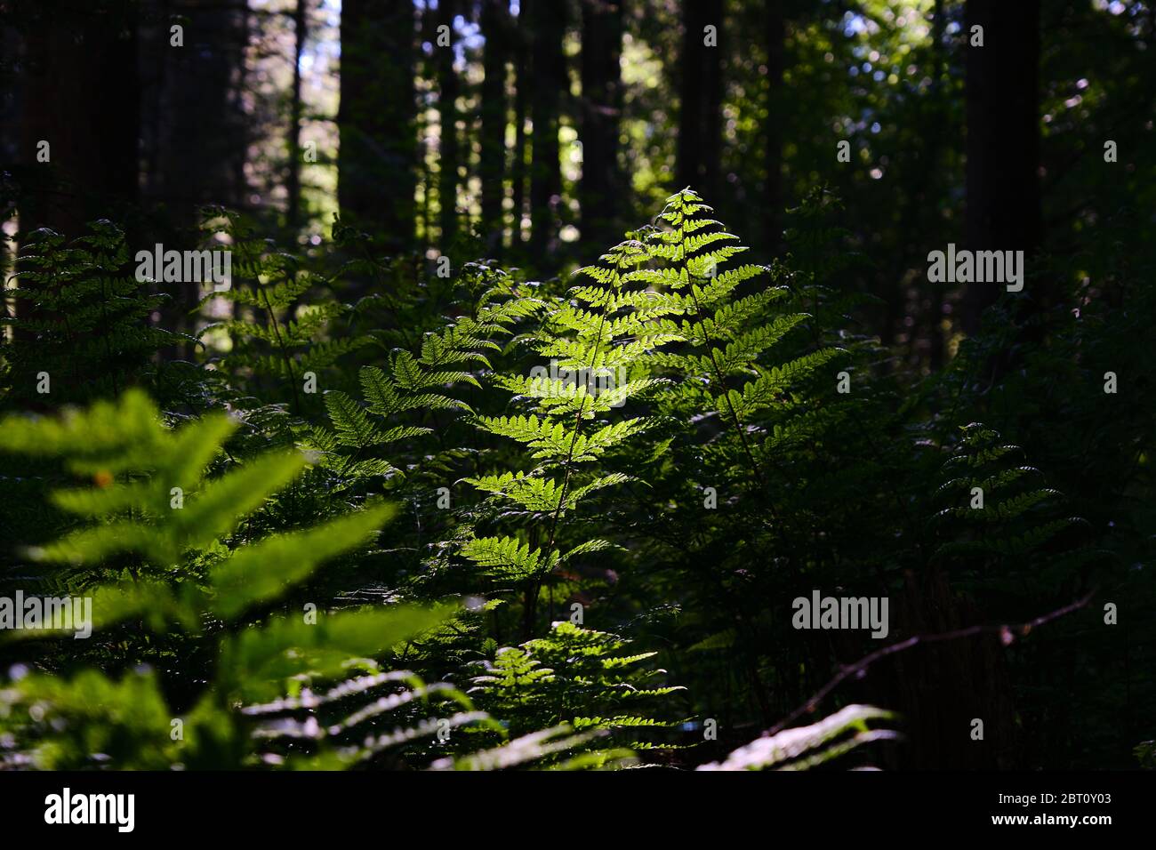 Grüne Farnblätter im dunklen Wald, leicht, weich und selektiv. Stockfoto