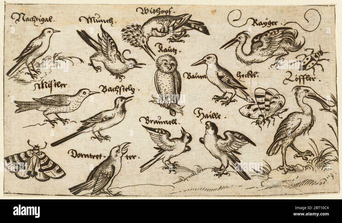 Zwölf Vogelarten, darunter eine Eule und ein Pelikan, einzeln beschriftet und auf einem minimalen Boden, umgeben von einem Motte, Schmetterling und Marienkäfer, 1572. Aus Douce Ornament Prints Album I. Stockfoto