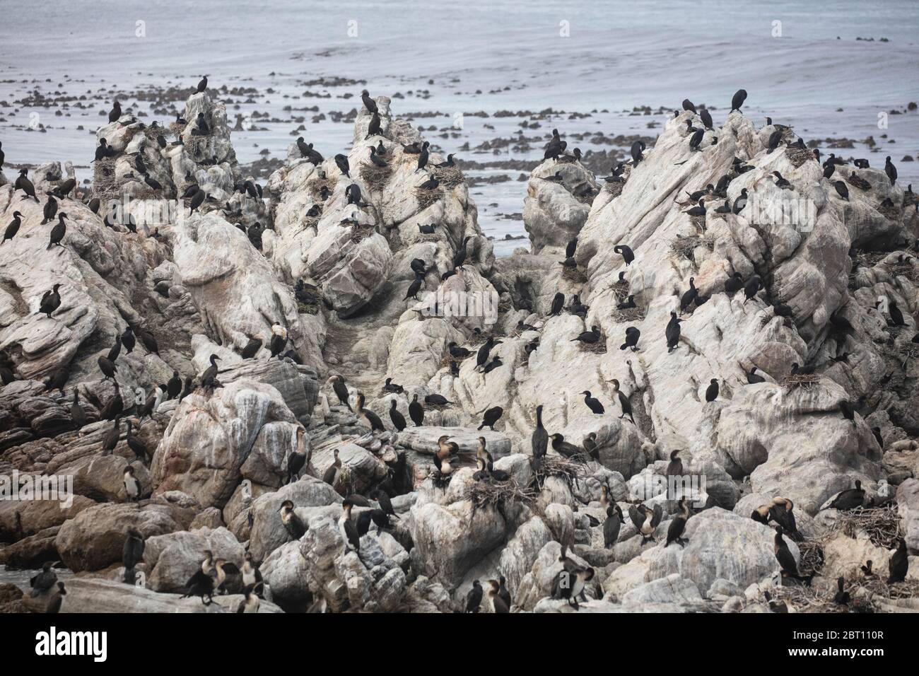 Kormoran-Nistkolonie, Betty's Bay, Südafrika Stockfoto