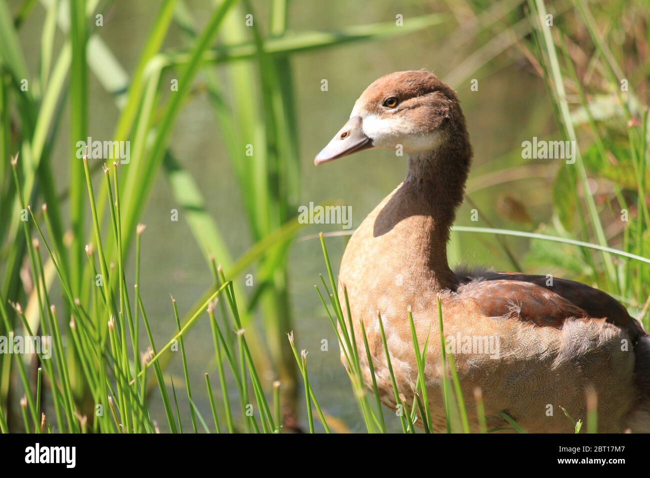 Ägyptische Gänse in den Niederlanden Stockfoto