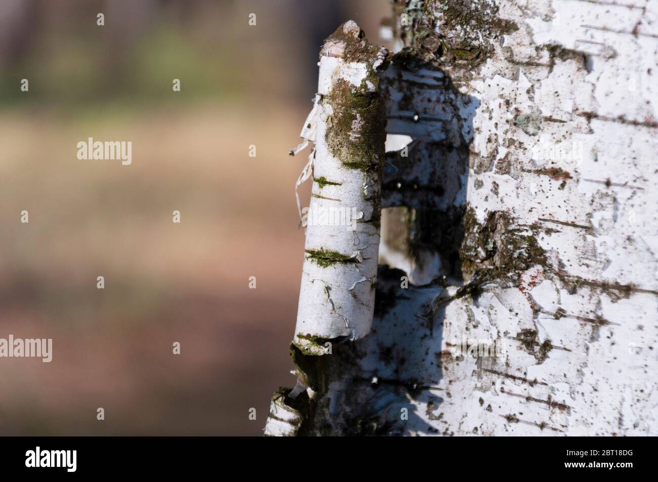Rinde der Birke auf Hintergrund der verschwommenen Silhouette des Menschen im Wald Stockfoto
