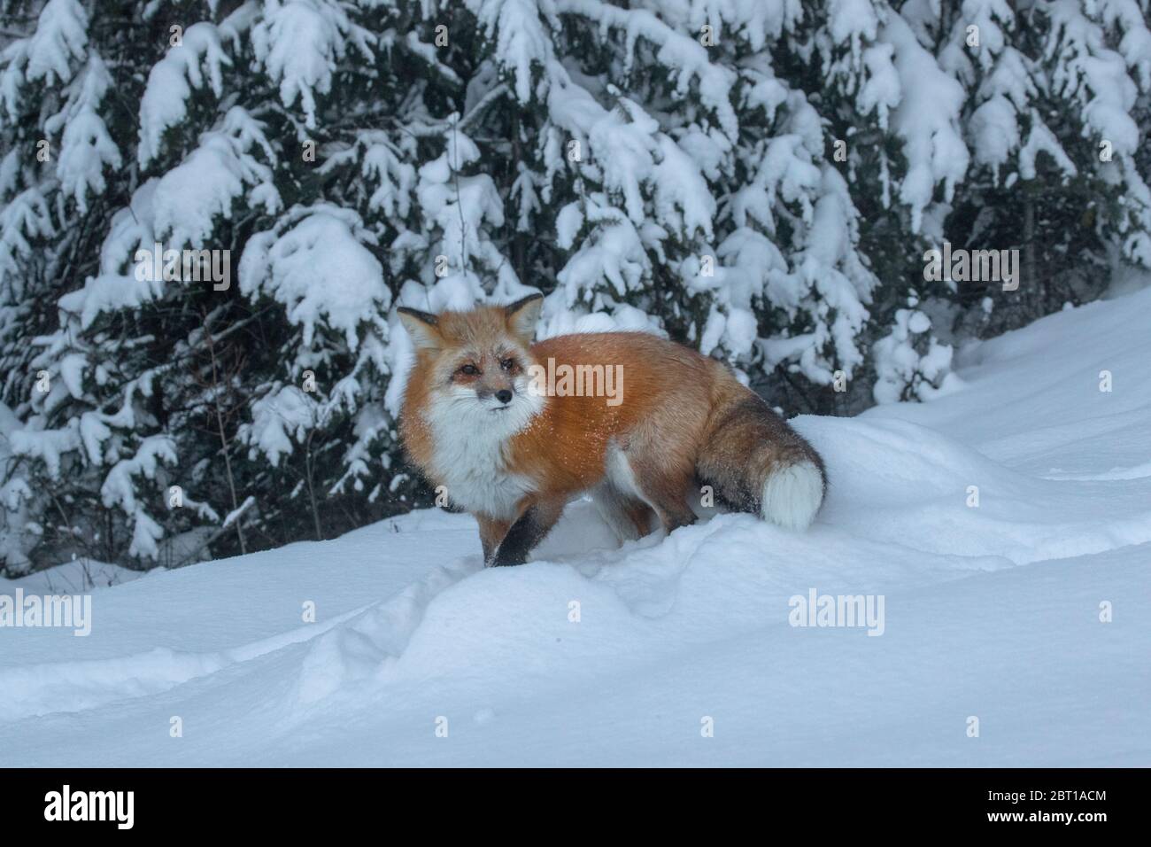 Rotfuchs im Winter, Montana Stockfoto