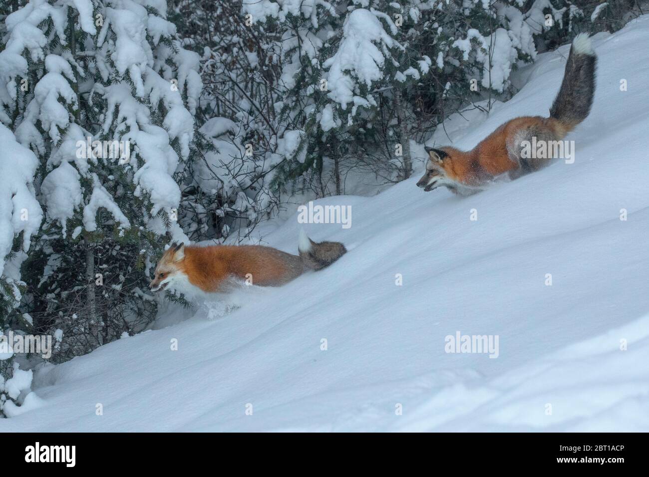 Rotfuchs im Winter, Montana Stockfoto