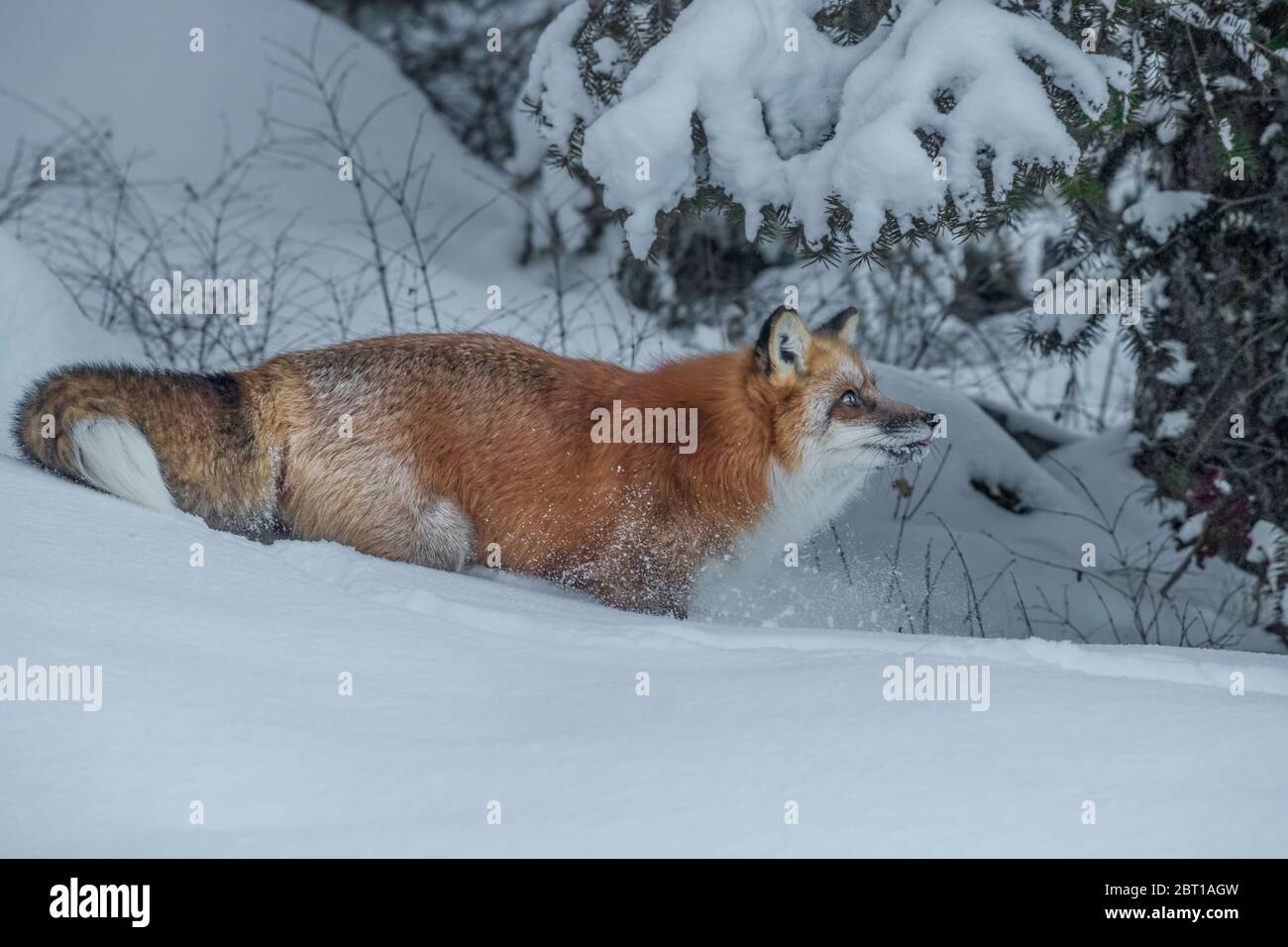 Rotfuchs im Winter, Montana Stockfoto