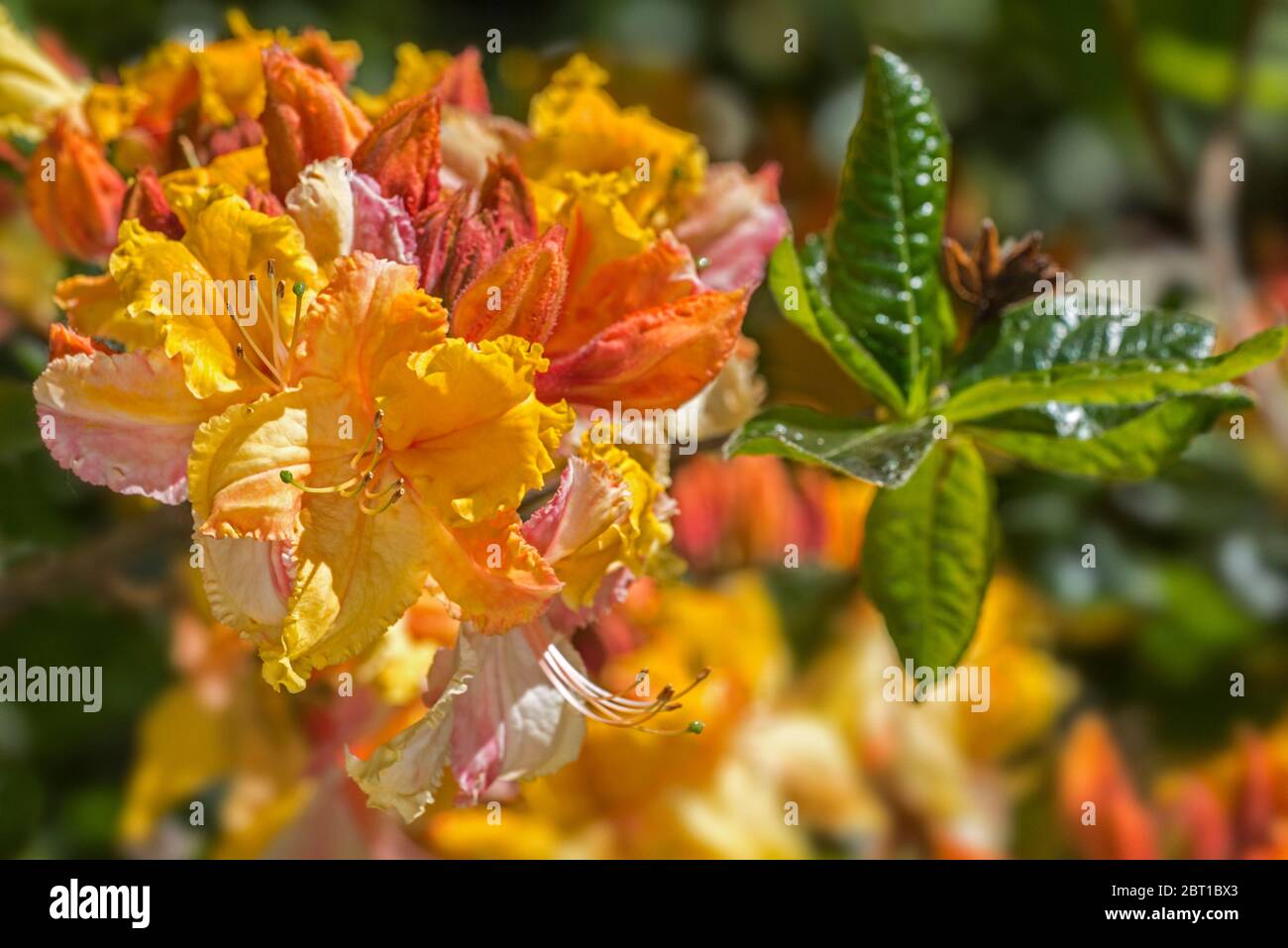 Washington State Centennial Azalea / Rhododendron Washington State Centennial, Nahaufnahme mit orangefarbenen Blüten und Blättern im Frühjahr Stockfoto
