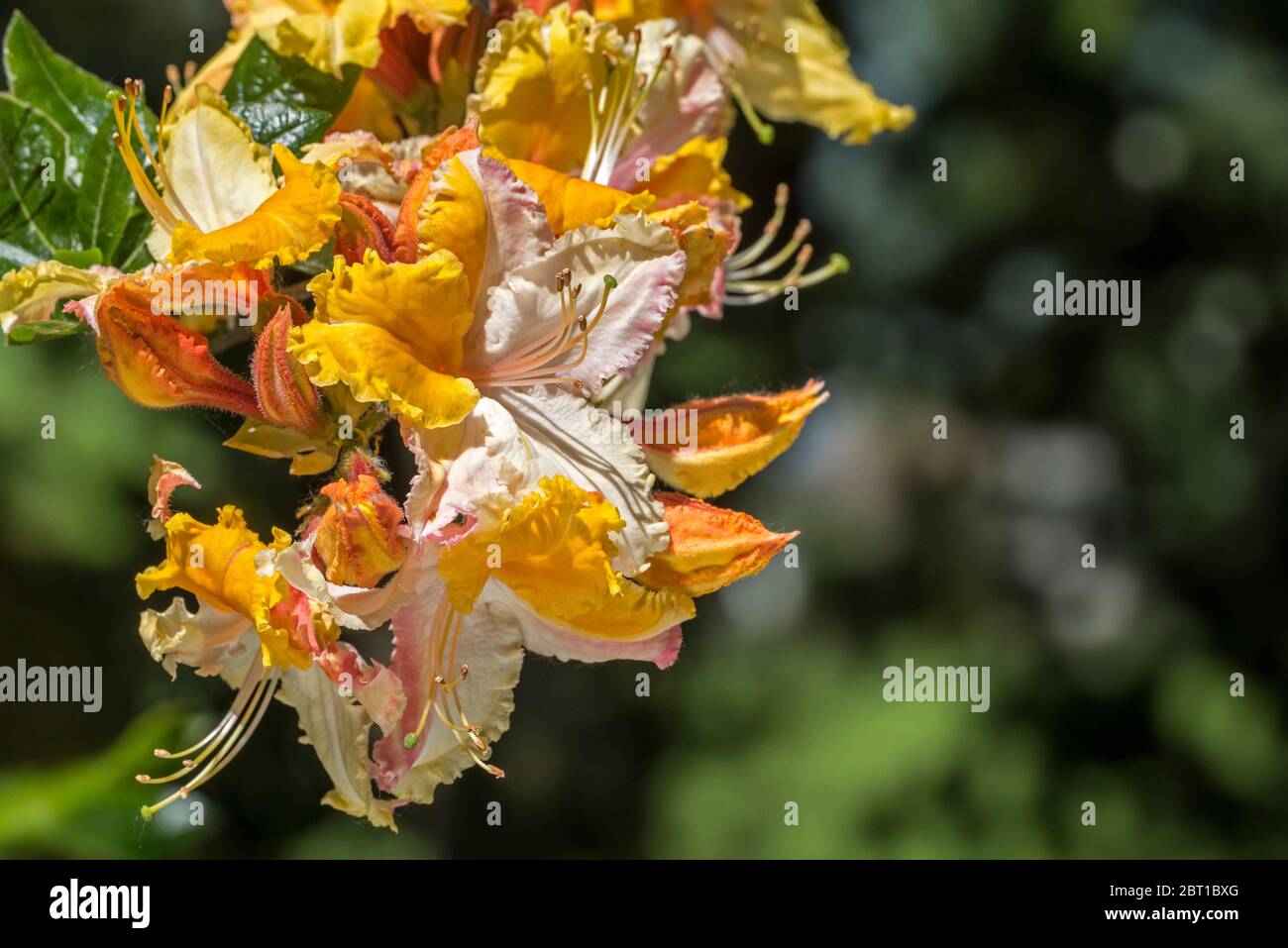 Washington State Centennial Azalea / Rhododendron Washington State Centennial, Nahaufnahme mit orangefarbenen Blüten und Blättern im Frühjahr Stockfoto