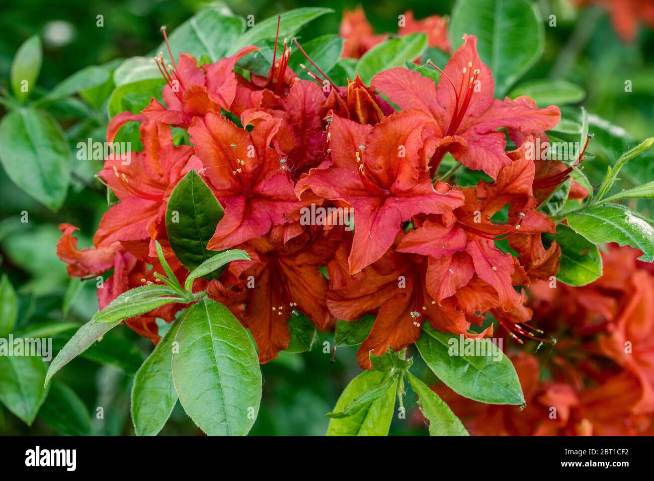 Azalea Royal Command / Royal Command Rhododendron, Nahaufnahme mit roten Blumen und Blättern im Frühjahr Stockfoto