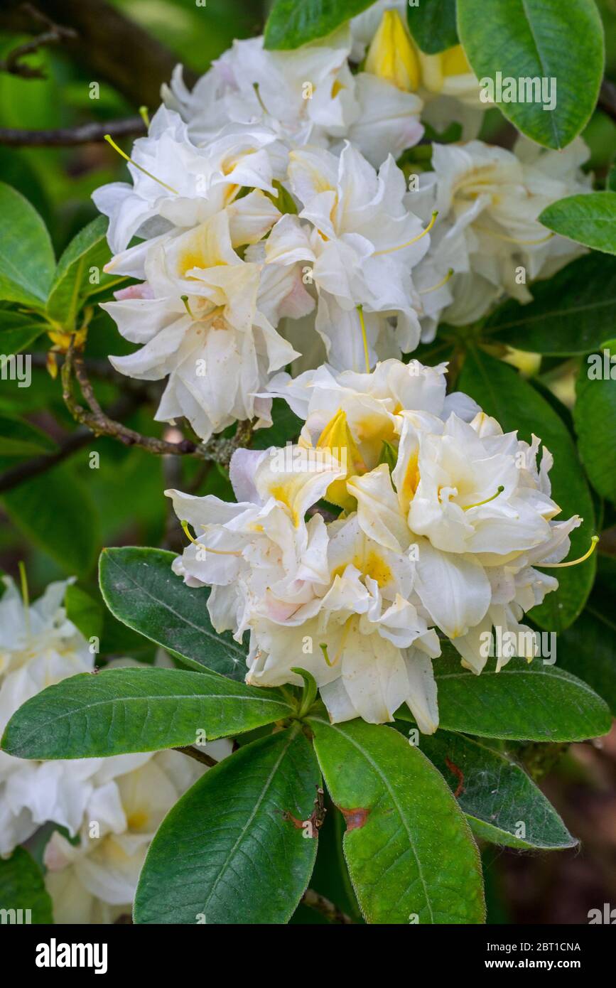 Azalea Chelsea Reach / Chelsea Reach Rhododendron, Nahaufnahme mit weißen Blüten und Blättern im Frühjahr Stockfoto