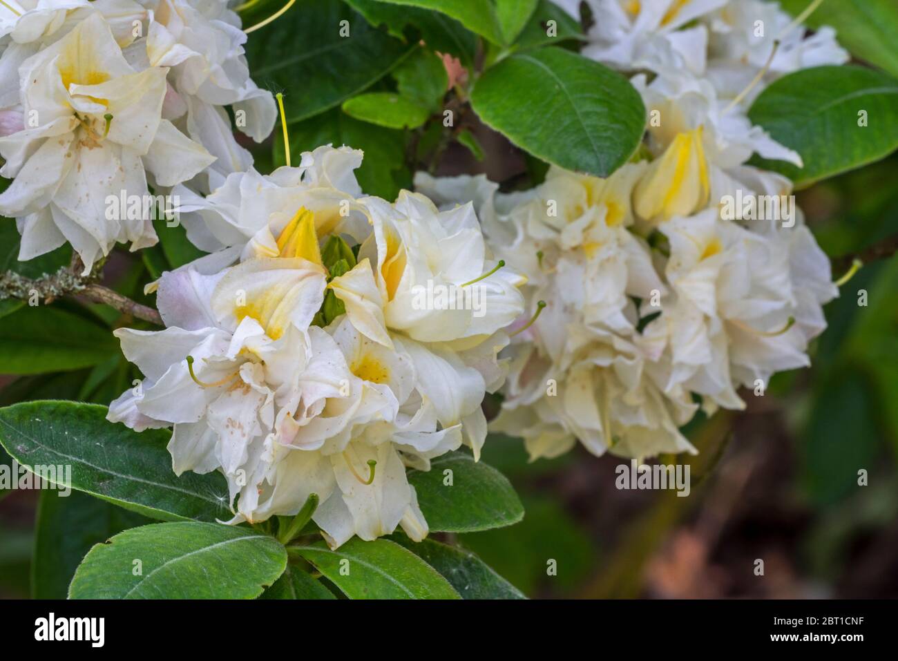 Azalea Chelsea Reach / Chelsea Reach Rhododendron, Nahaufnahme mit weißen Blüten und Blättern im Frühjahr Stockfoto