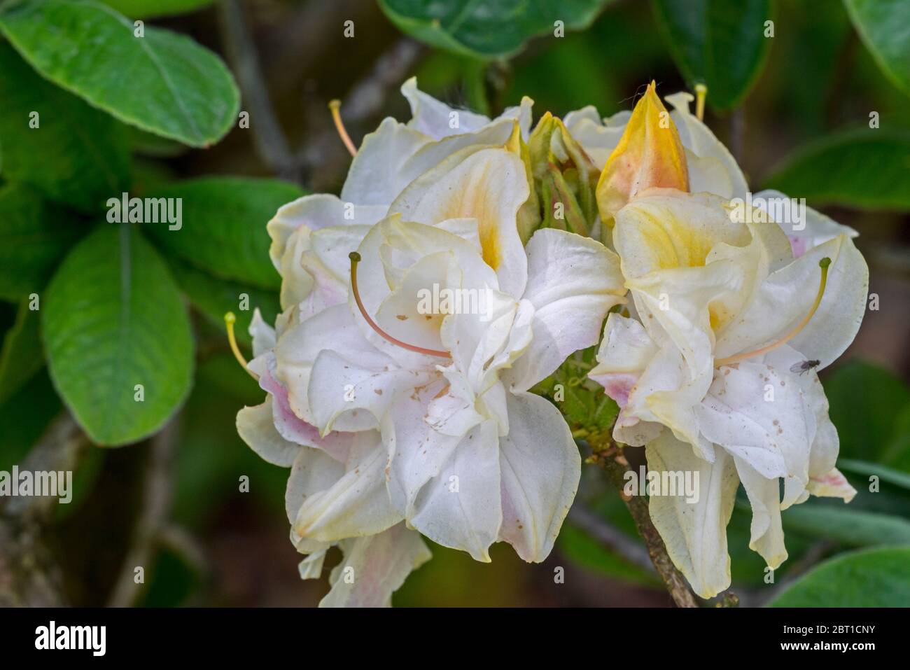 Azalea Chelsea Reach / Chelsea Reach Rhododendron, Nahaufnahme mit weißen Blüten und Blättern im Frühjahr Stockfoto