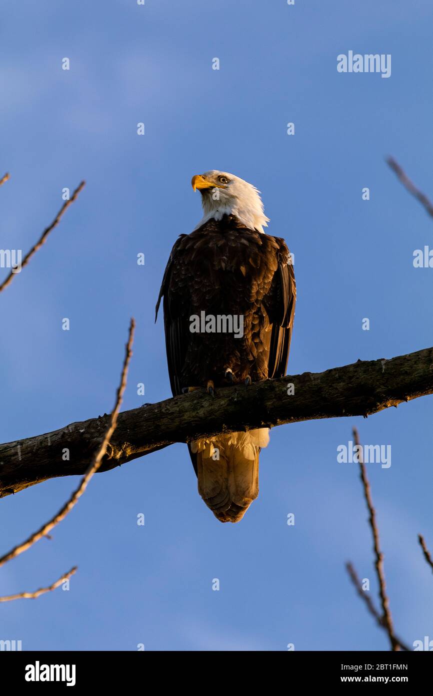 Ein Weißkopfseeadler ragt auf einem Ast in der Nähe von Shedd, einer Stadt im Willamette Valley von Oregon, USA. Stockfoto