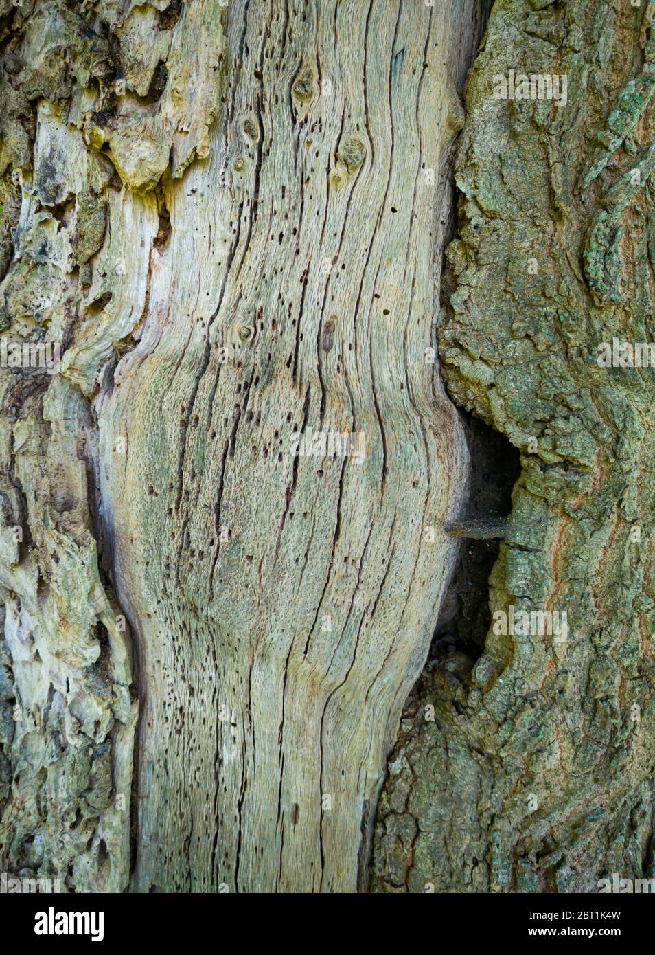 Detail einer Eiche im Frühling in einem Wald im Liendo-Tal in der Provinz Kantabrien. Autonome Gemeinschaft Kantabrien, Spanien, Europa Stockfoto