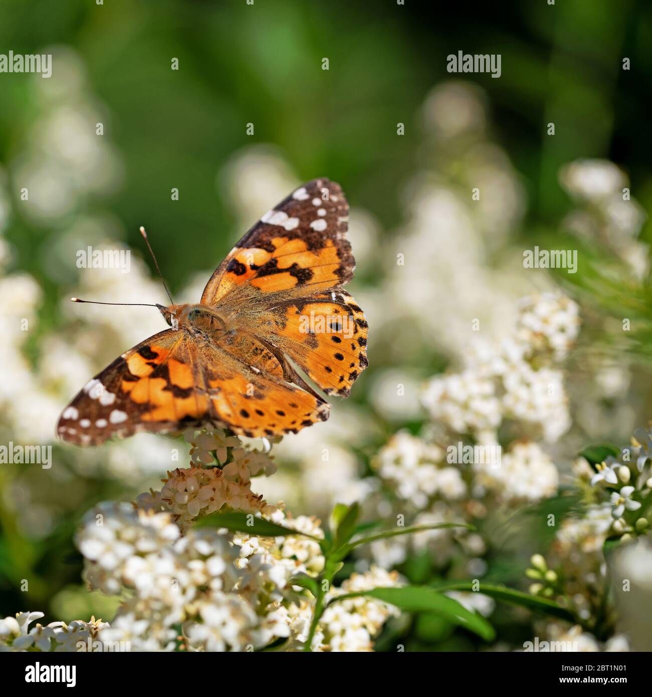Thistle Schmetterling, Vanessa cardui, auf blühendem Einbauch Stockfoto