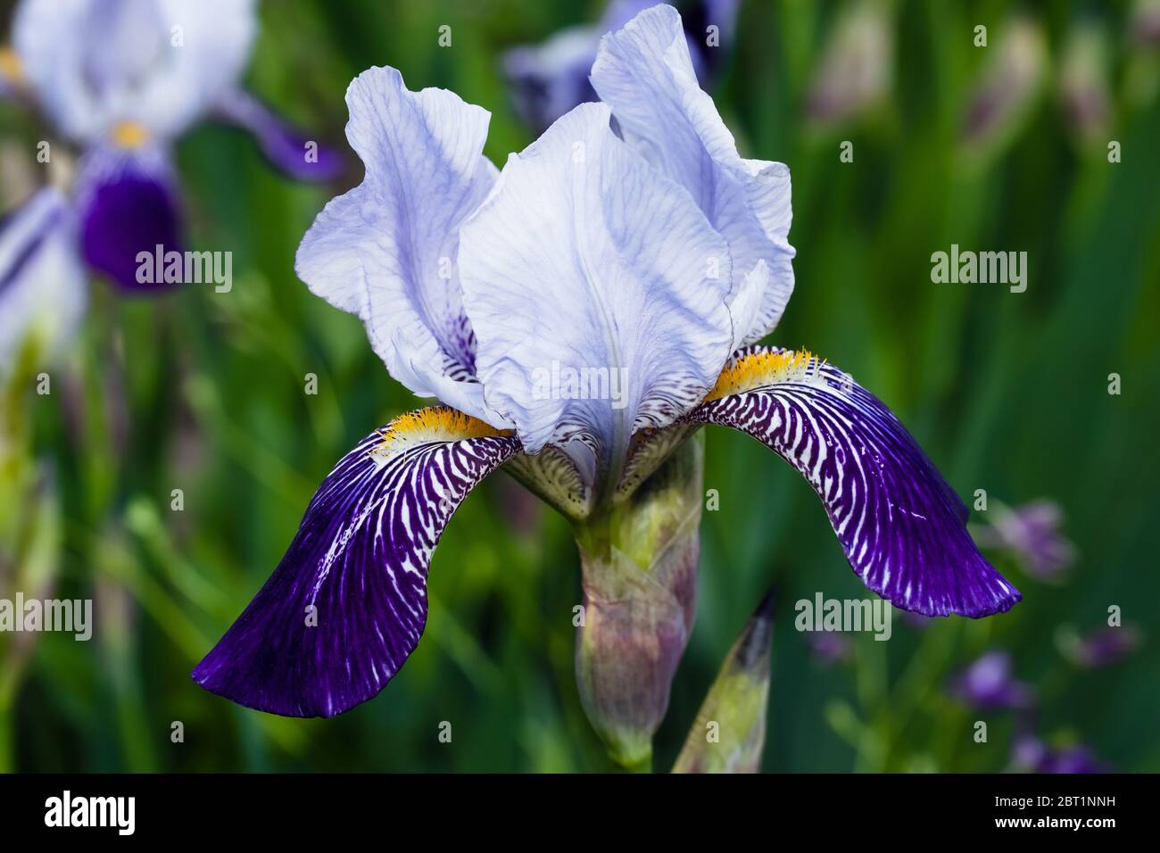 Lila Iris Nahaufnahme, einzelne blaue Blume auf der Wiese, Wildblume blüht im Freien. Frühlingskonzept Stockfoto