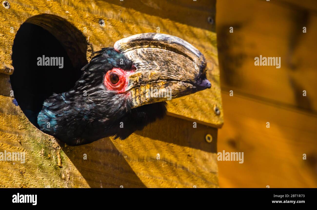Lustige Nahaufnahme des Gesichts eines Trompeter Hornvogel, Blick aus seinem Vogelhaus, tropische Tierarten aus Afrika Stockfoto