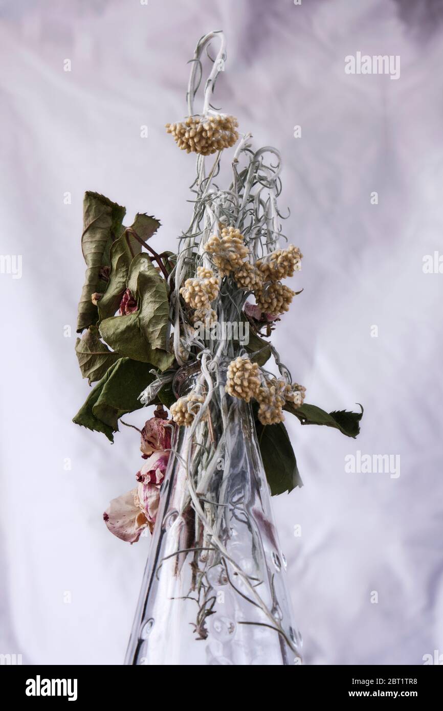 Stillleben einer ausgetrockneten Rose und einer herabhängenden Salbeiblume Stockfoto