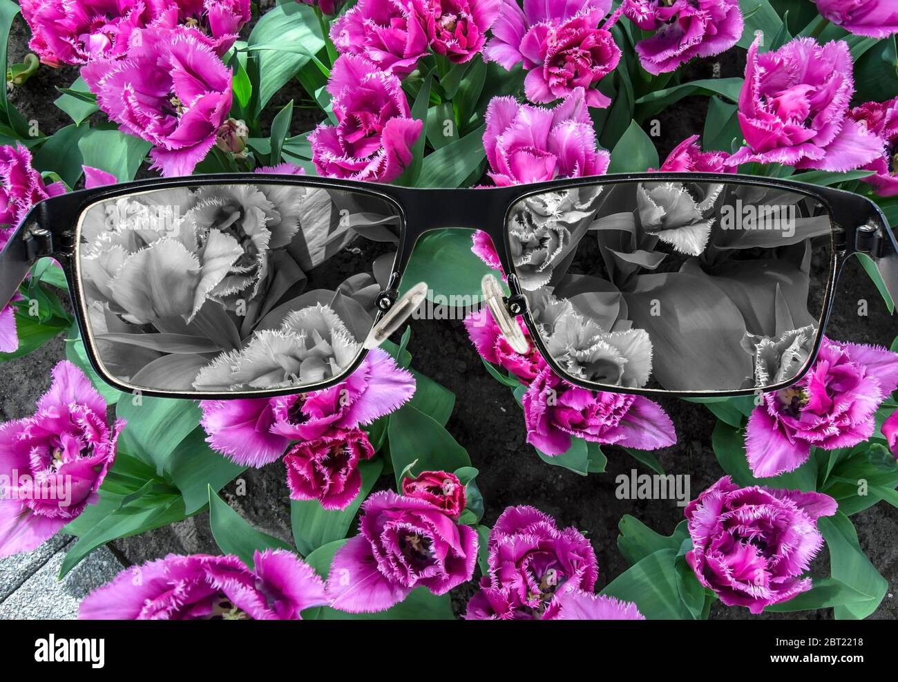 Blick durch Gläser zu bleichen Tulpen Feld. Farbblindheit. Weltwahrnehmung während der Depression. Medizinischer Zustand. Gesundheit und Krankheit Konzept. Stockfoto