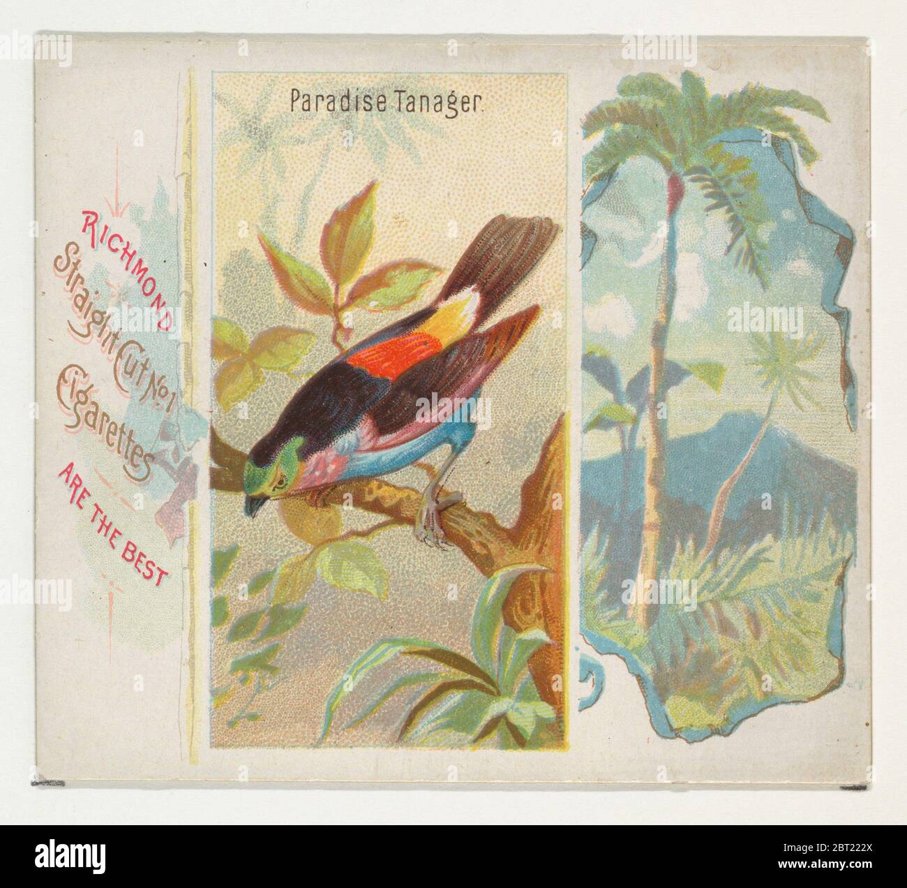 Paradise Tanager, aus der Vogelserie der Tropen (N38) für Allen & Ginter Zigaretten, 1889. Stockfoto