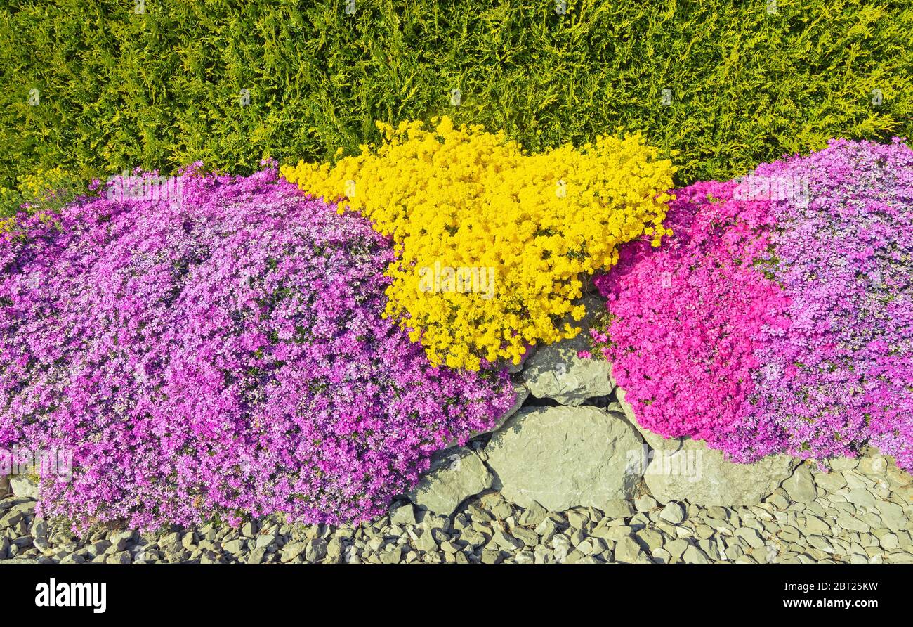 Steinwand mit gelben, roten und lila Grunddeckblumen Stockfoto