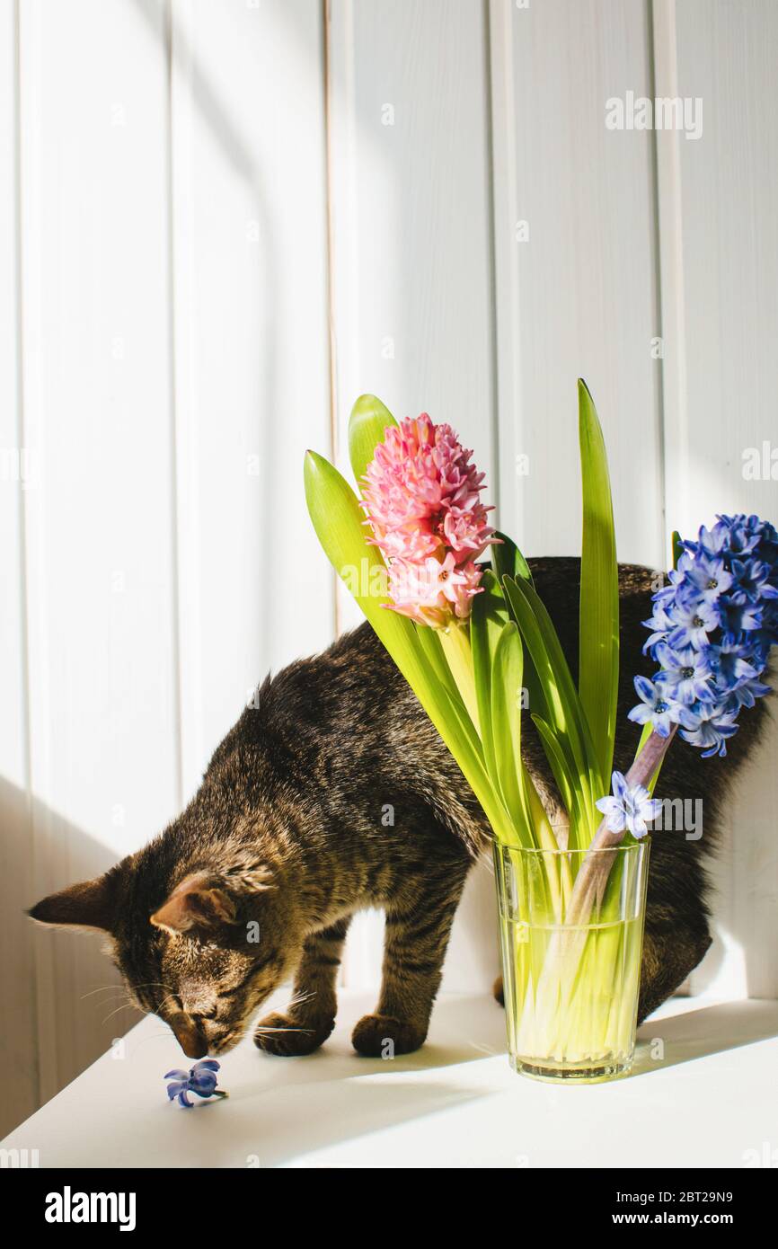 Katze riecht eine Blumenblüte auf einem Tisch neben einer Blumenvase Stockfoto