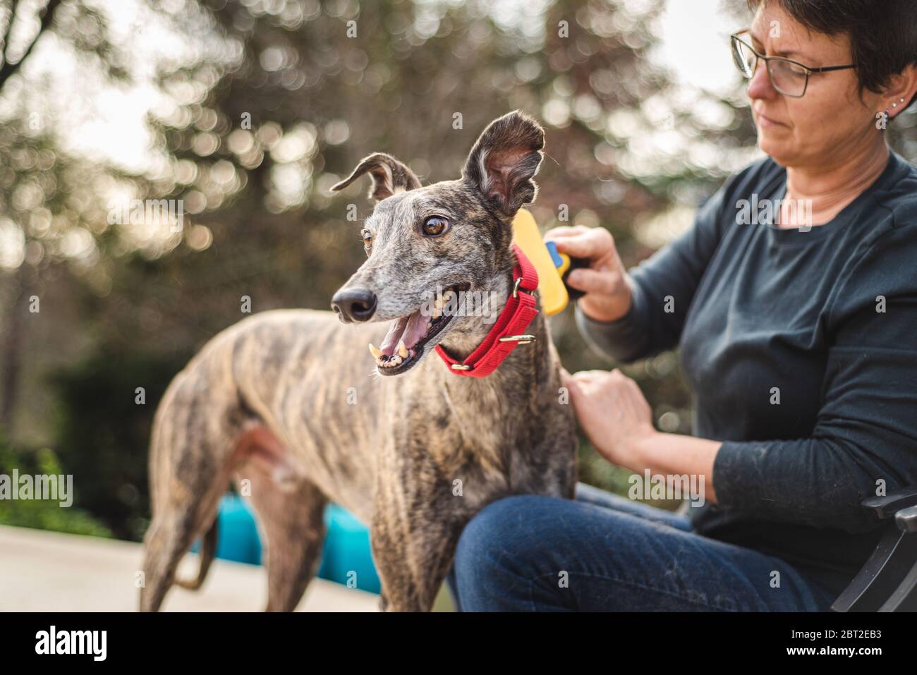 Hundebesitzerin mittleren Alters, die ihren Hund mit einer Bürste putzt Stockfoto