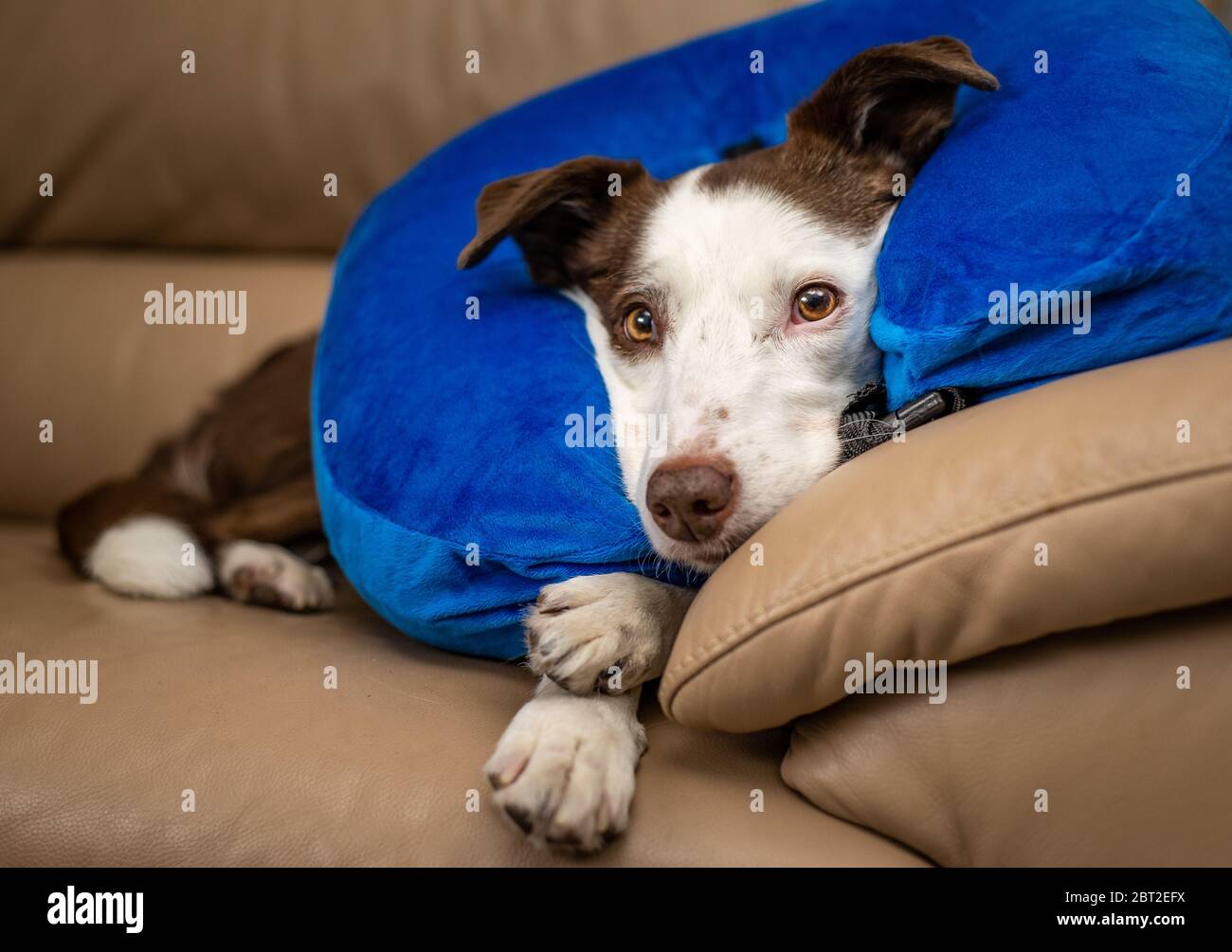 Niedlicher Border Collie Hund auf einer Couch, mit blauem aufblasbarem Kragen Stockfoto