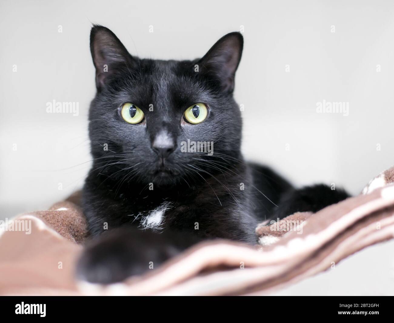 Eine schwarze Hauskatze, die sich auf einer Decke entspannt Stockfoto