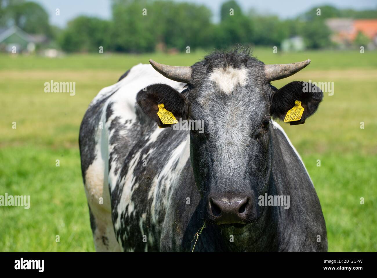 Nahaufnahme der Kuh mit Ohrmarke in Groene Hart, Holland Stockfoto