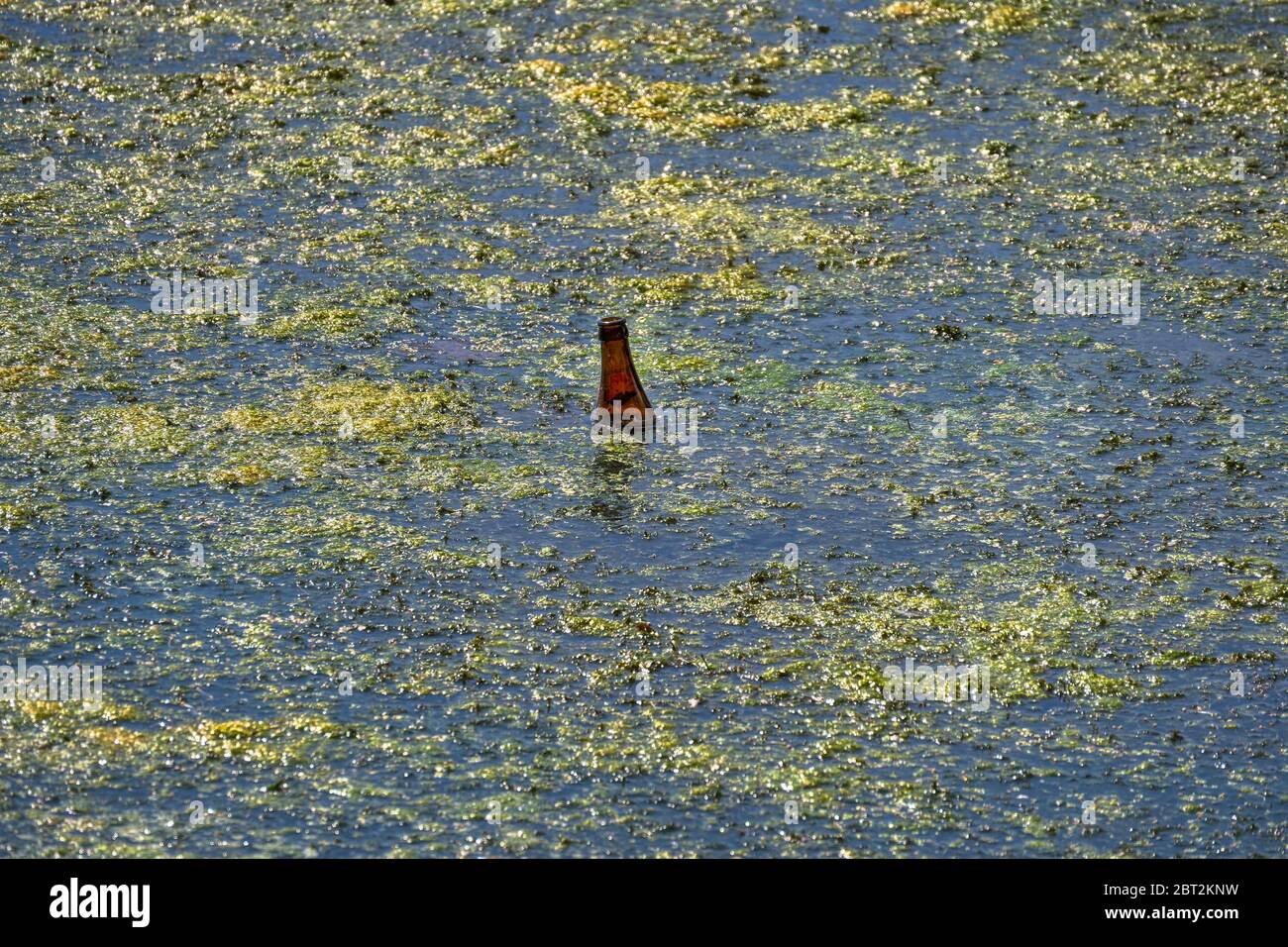 Müll, Flasche in einem Teich voller Algen entsorgt. Stockfoto