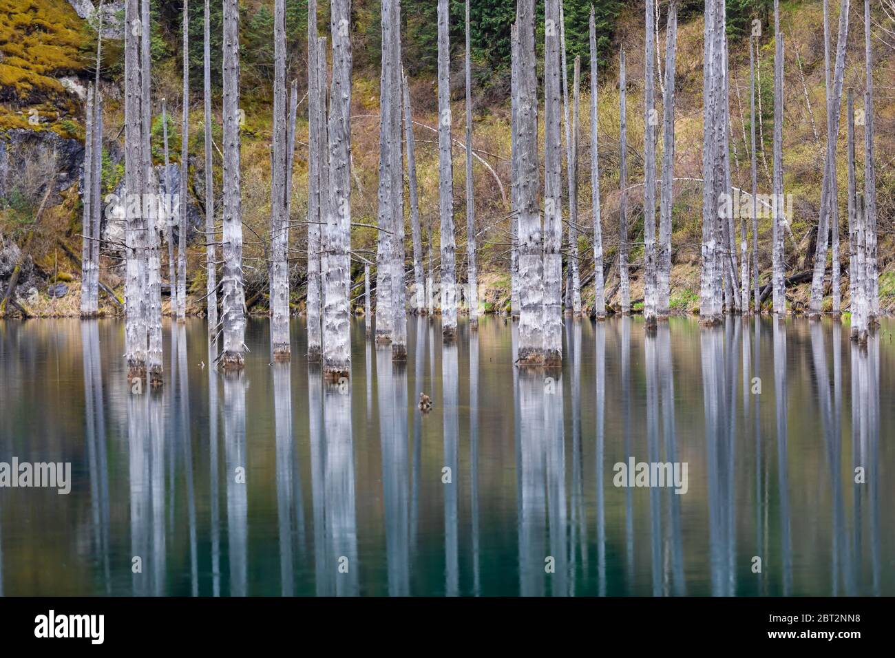 Kaindy See überfluteten Kiefernwald Stockfoto