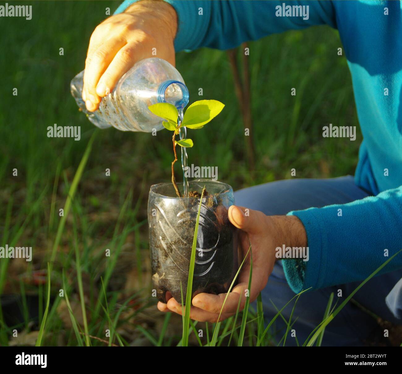 Ökologie und Wasserkonzept. Bio-Anbau und Bewässerung aus Kunststoff-Flasche. Pflanzen einer jungen Pflanze in einem recycelten Behälter. Pflege für die na Stockfoto