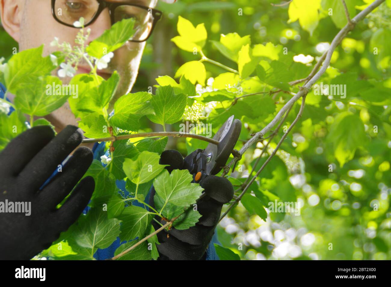 Ein Gärtner Schnitt Äste in einem Obstgarten. Der Mann kümmert sich um Pflanzen im Garten. Frühlingsarbeit mit Scheren. Stockfoto