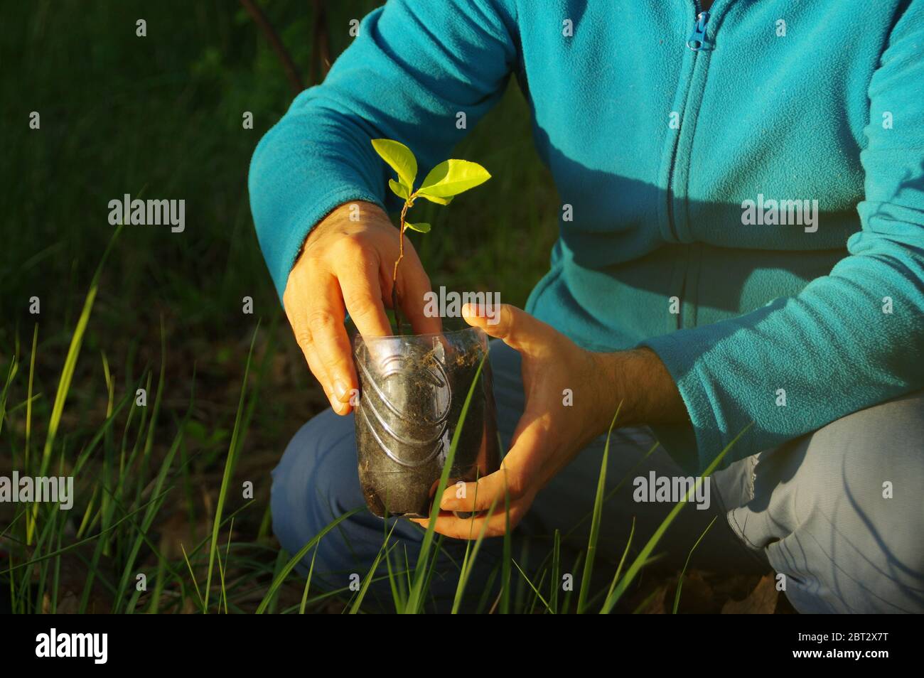 Ökologisches Konzept. Biologischer Pflanzenanbau. Pflanzen einer jungen Pflanze in einem recycelten Behälter. Pflege der natürlichen Umwelt. Stockfoto