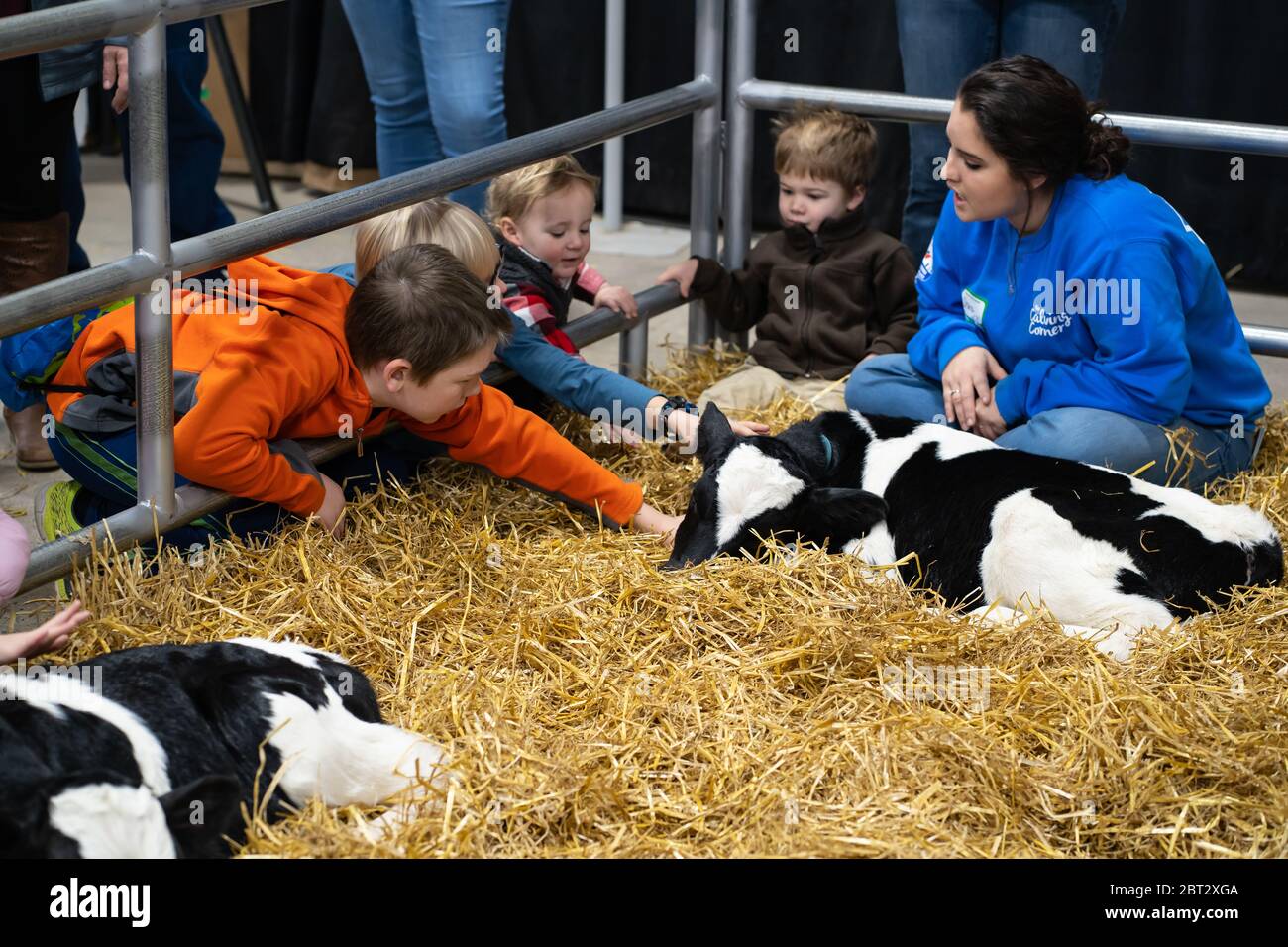 Harrisburg, PA / USA - 9. Januar 2020: Gerade geborene Kälber sind eine beliebte Attraktion auf der PA Farm Show. Kinder sind schnell zu streicheln die weniger als-a- Stockfoto